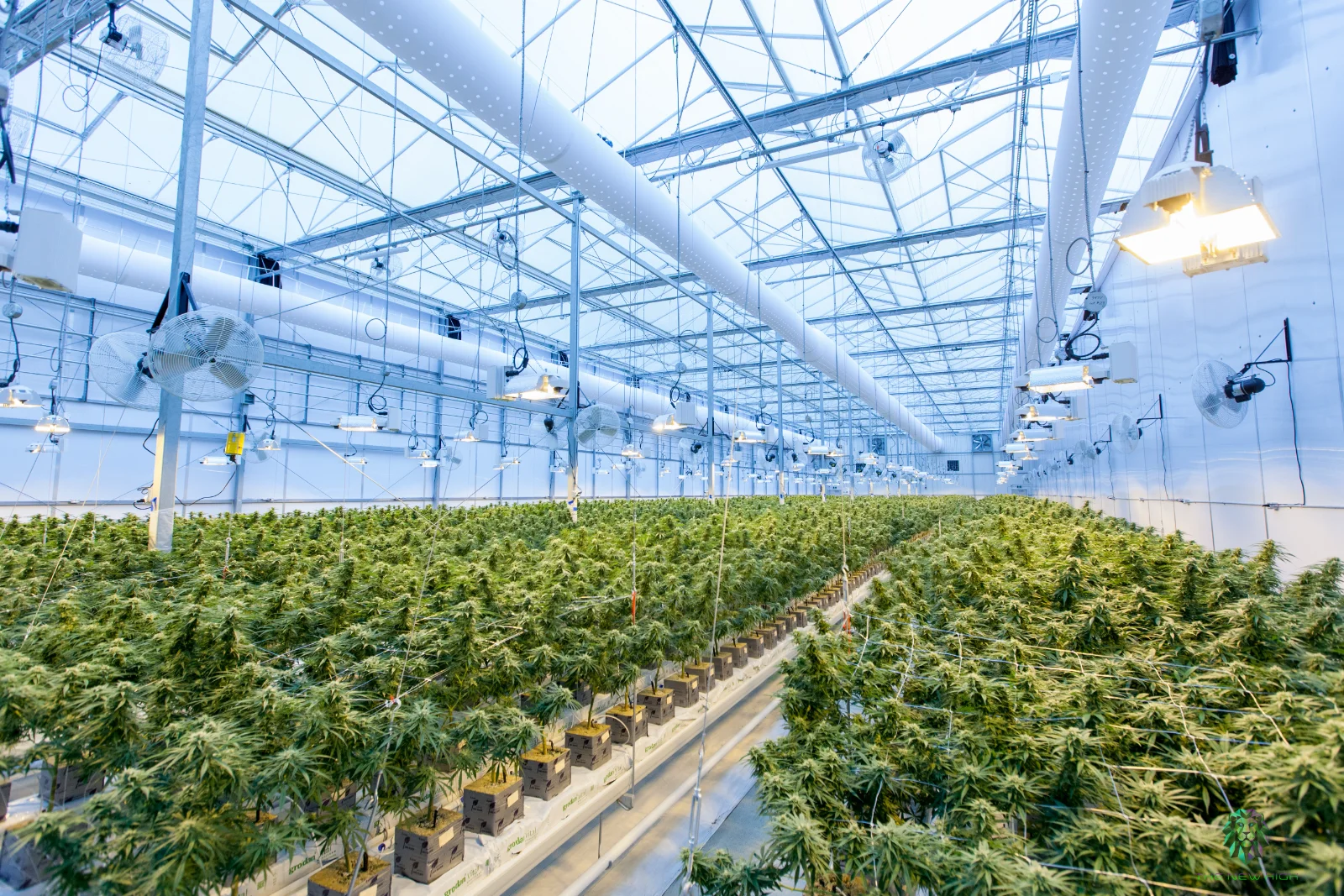 A woman in traditional Middle Eastern attire looking at cannabis plants