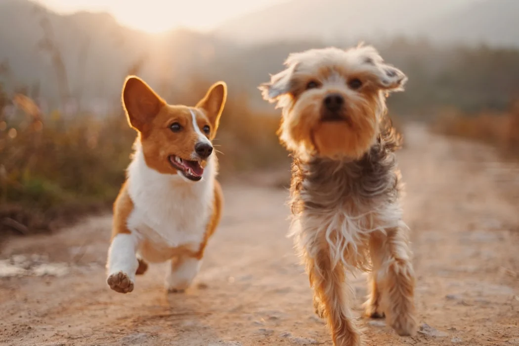 Effective Marketing of Pet Products