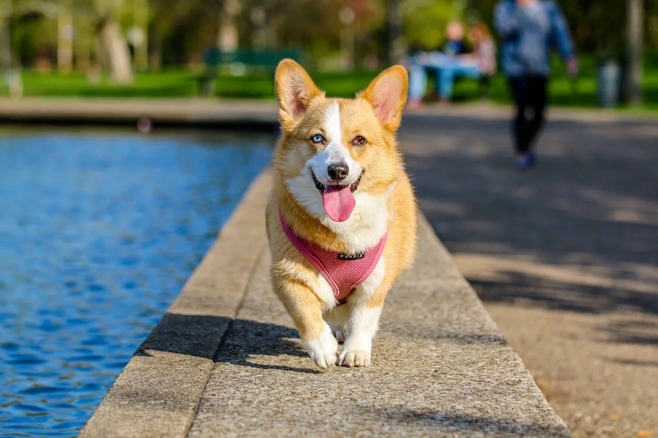 Modern pet product marketing connects deeply with the emotional bond between pets and owners