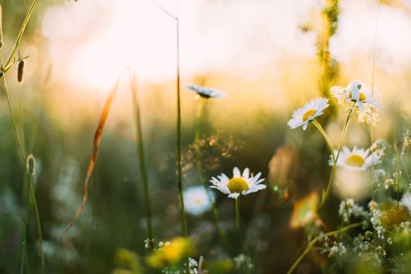 Bright flowers blooming as a fresh marketing campaign takes root this spring