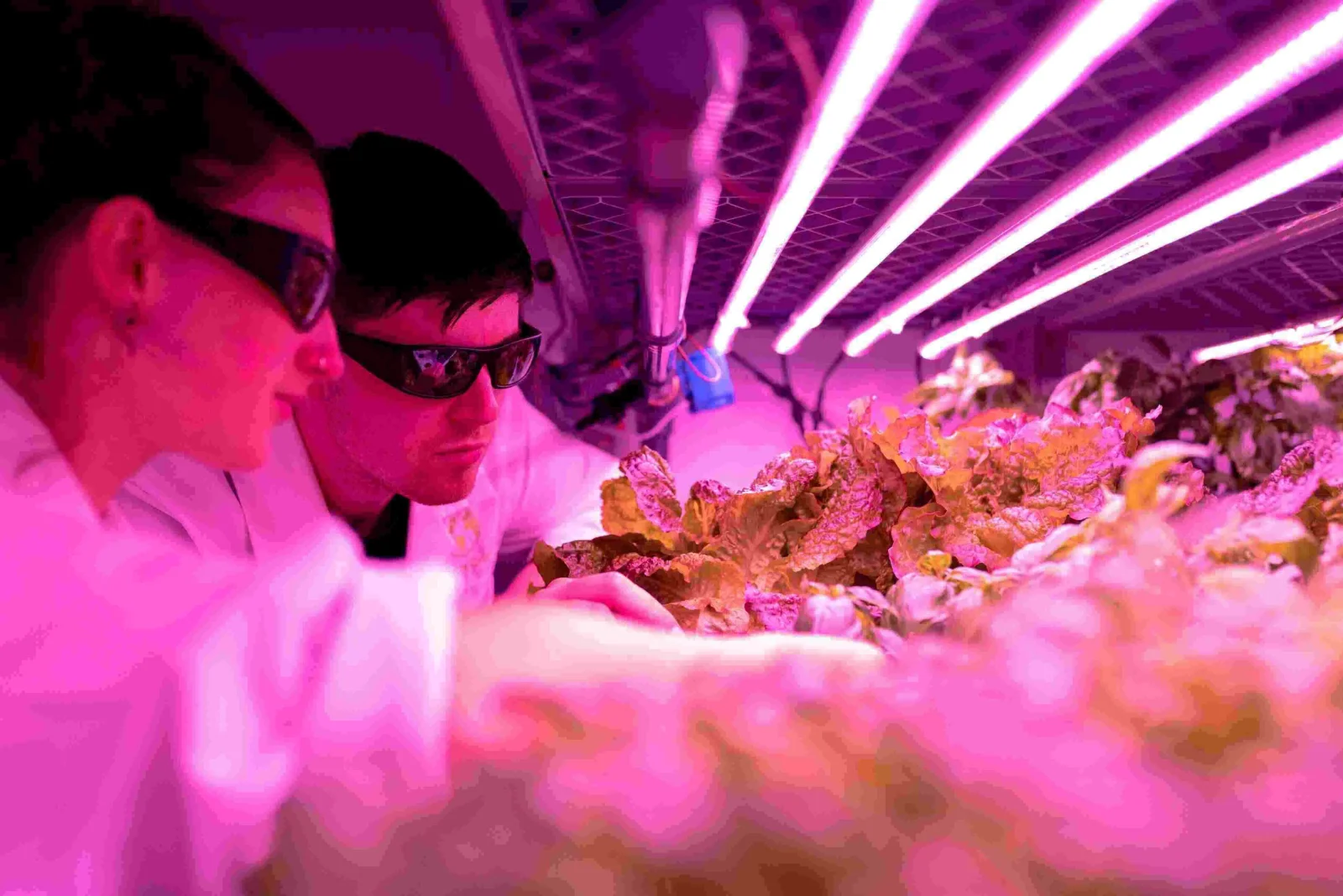 The Most Recent Innovations in Food Tech that You Should Know About