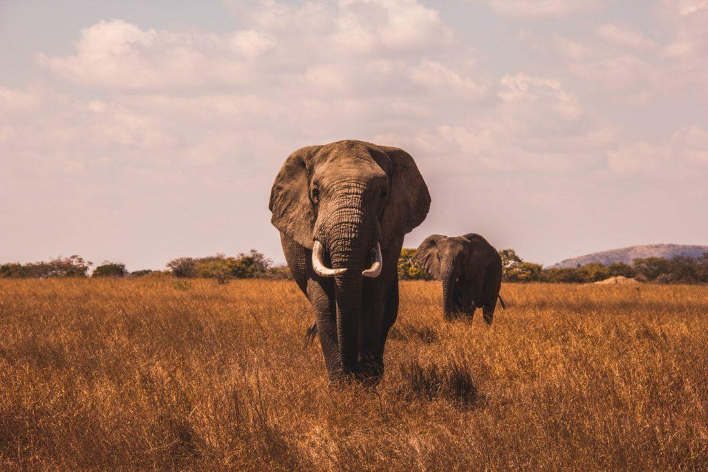 elephant