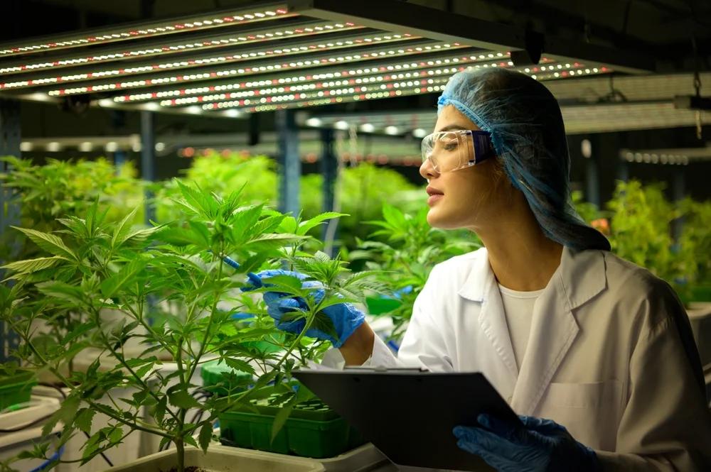 Image alt text: Cannabis industry leaders brainstorm marketing and communication strategies for future growth