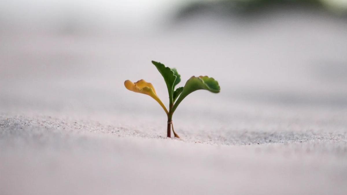 A child's hand reaching out to grasp an adult's, symbolizing the growth of intelligence