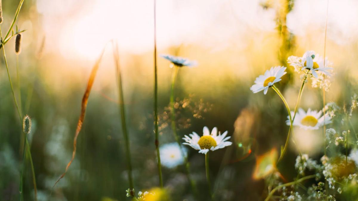 Bright flowers blooming as a fresh marketing campaign takes root this spring