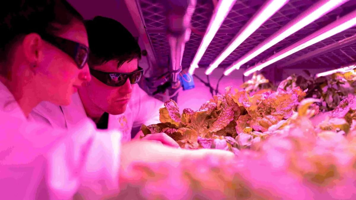 The Most Recent Innovations in Food Tech that You Should Know About