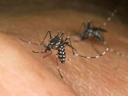 Protecting yourself from mosquitoes while traveling to Zika-prone regions
