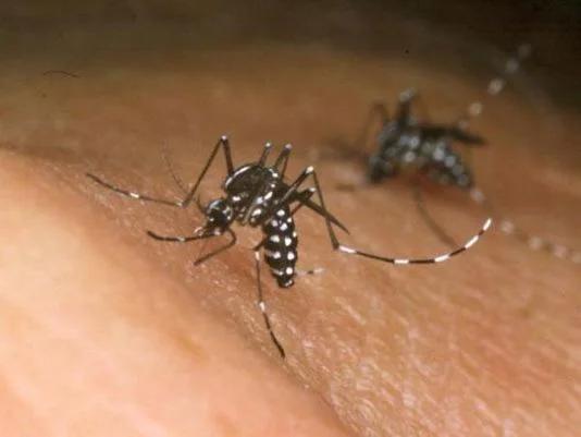 Protecting yourself from mosquitoes while traveling to Zika-prone regions